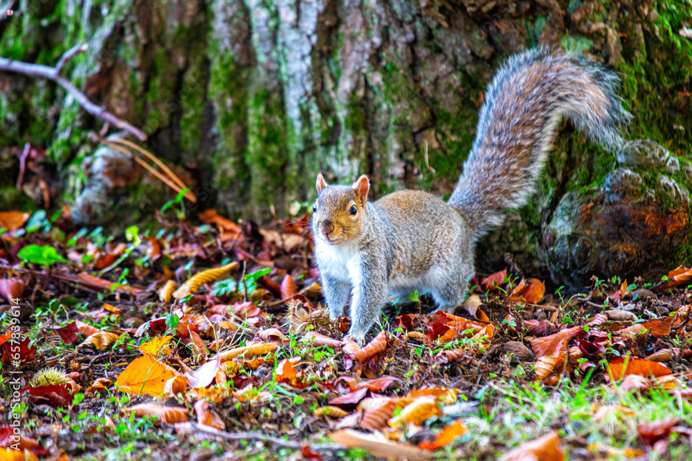 Grey Squirrel (Sciurus carolinensis) in National Botanic Gardens, Dublin, Ireland Grey Squirrel (Sciurus carolinensis) in National Botanic Gardens, Dublin, Ireland
