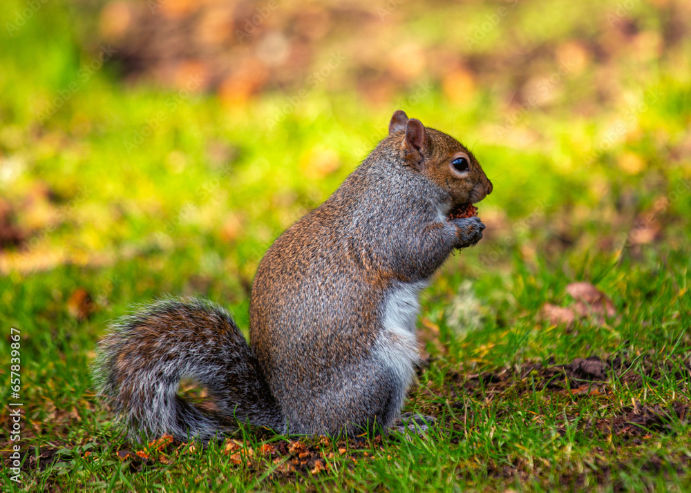 Grey Squirrel (Sciurus carolinensis) in National Botanic Gardens, Dublin, Ireland Grey Squirrel (Sciurus carolinensis) in National Botanic Gardens, Dublin, Ireland