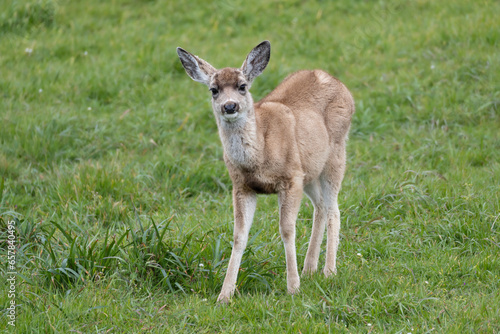 Young deet looking into the camera photo