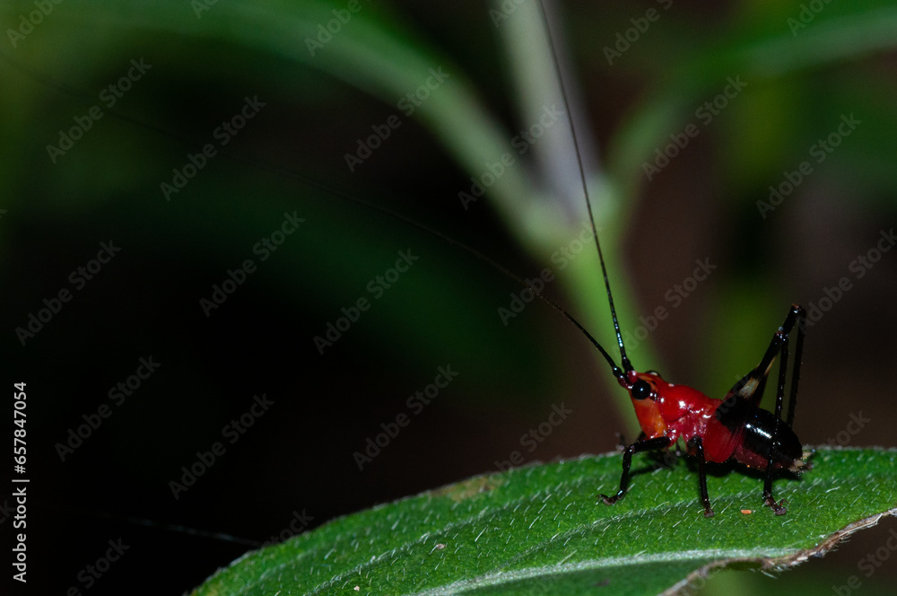Jeune sauterelle tropicale rouge Jeune sauterelle tropicale rouge
