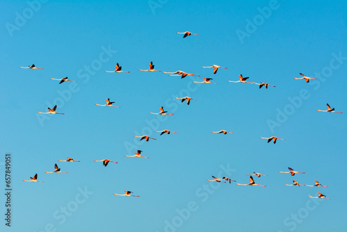 Greater Flamingos (Phoenicopterus roseus) in Flight, Saintes-Maries-de-la-Mer, Parc Naturel Regional de Camargue, Languedoc-Roussillon, France photo