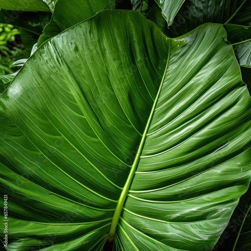 Close-up of large elephant ear leaf