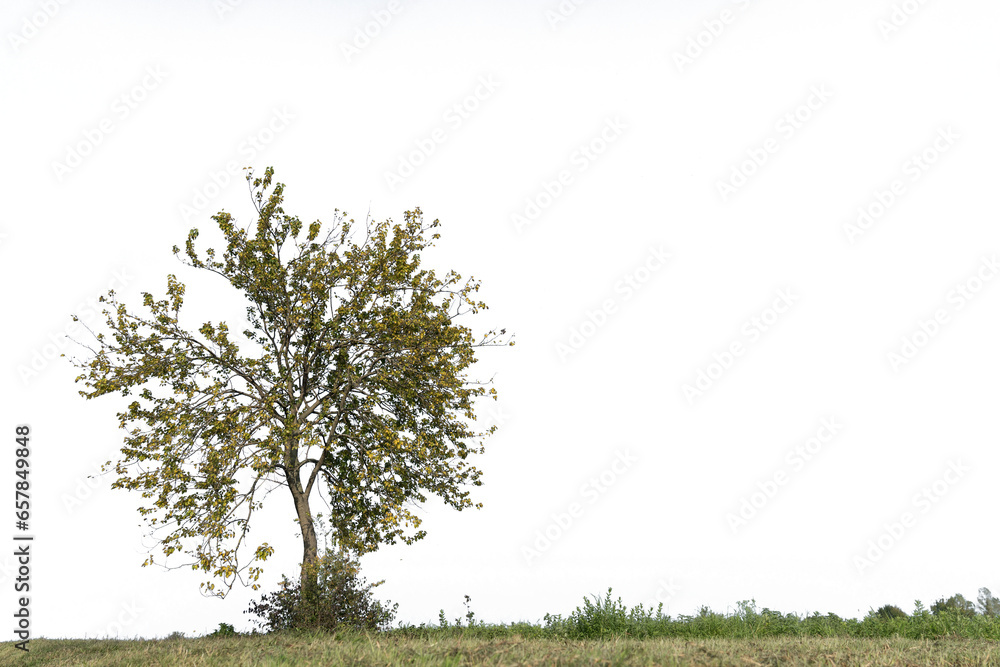 Fototapeta premium the crown of a tree with autumn colors