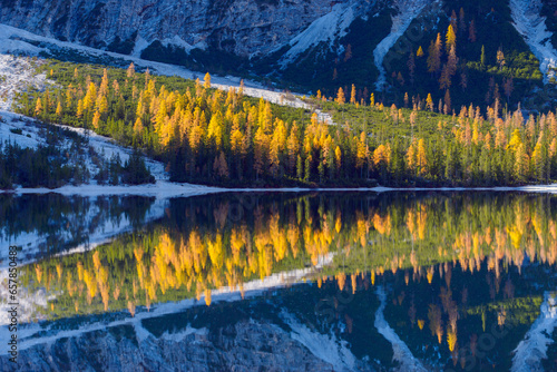 Detail of mountainside with colorful larch trees reflected in Braies Lake in autumn in the Prags Dolomites in Bozen Province, South Tyrol, Italy