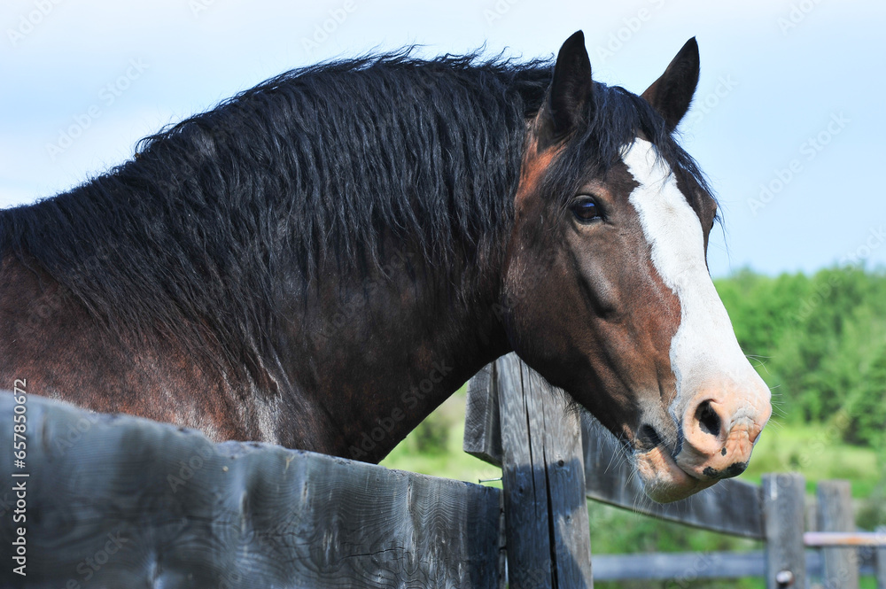 Foto portrait of a Clydesdale brown colored horse at wood fence