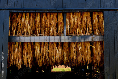 Quadro su tela Close-up of tobacco hanging in a barn.