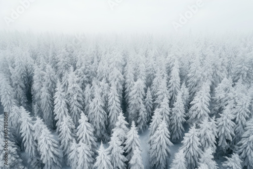 Aerial view of a dense winter forest blanketed in snow