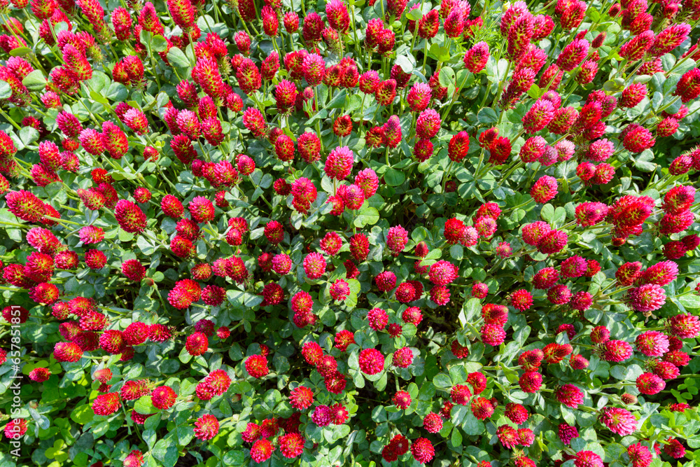 Crimson clover (Trifolium incarnatum) growing in a field in Burgenland, Austria