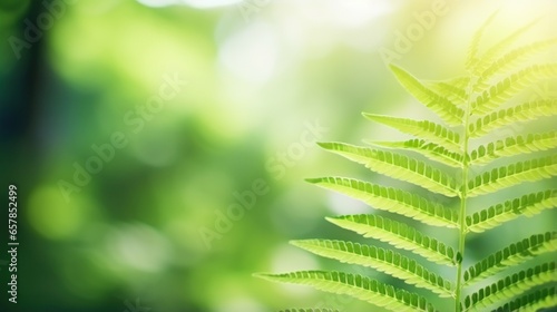 Fern leaves in soft focus with bokeh background