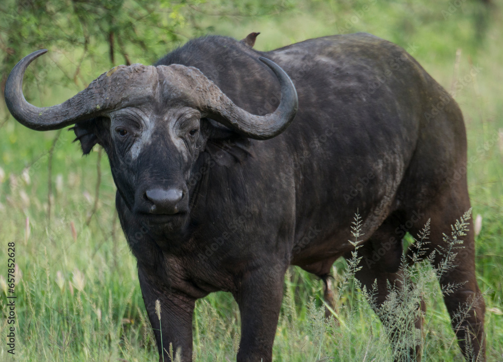 African buffalo (Syncerus caffer) with a bird perched on it's back, in Serengeti National Park, Tanzania; Tanzania African buffalo (Syncerus caffer) with a bird perched on it's back, in Serengeti National Park, Tanzania; Tanzania
