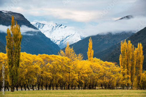 Cottonwoods and willows in autumn in the Matukituki River valley on the South Island of New Zealand; South Island, New Zealand photo