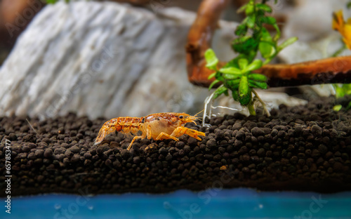 Dwarf orange crayfish - (Cambarellus patzcuarensis) photo