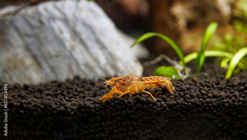 Dwarf orange crayfish - (Cambarellus patzcuarensis)