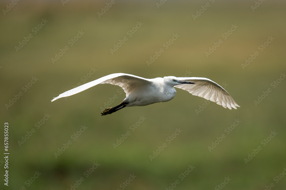 Close-up of a little white egret, (Egretta garzetta) gliding over floodplain, spreading wings in Chobe National Park; Chobe, Botswana Close-up of a little white egret, (Egretta garzetta) gliding over floodplain, spreading wings in Chobe National Park; Chobe, Botswana