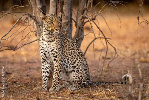 Portrait of a leopard (Panthera pardus) sitting on sandy ground next to a dead tree, turning right in Chobe National Park; Chobe, Botswana photo