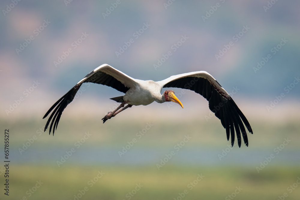 An African Yellow-billed stork (Mycteria ibis) flies towards camera in sunshine, Chobe National Park; Chobe, Botswana An African Yellow-billed stork (Mycteria ibis) flies towards camera in sunshine, Chobe National Park; Chobe, Botswana