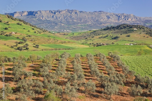 Landscape With Olive Trees Near Villanueva De Al Concepcion; Malaga, Andalusia, Spain photo