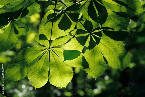 Leaves On A Tree; Castel San Vincenzo, Molise, Italy