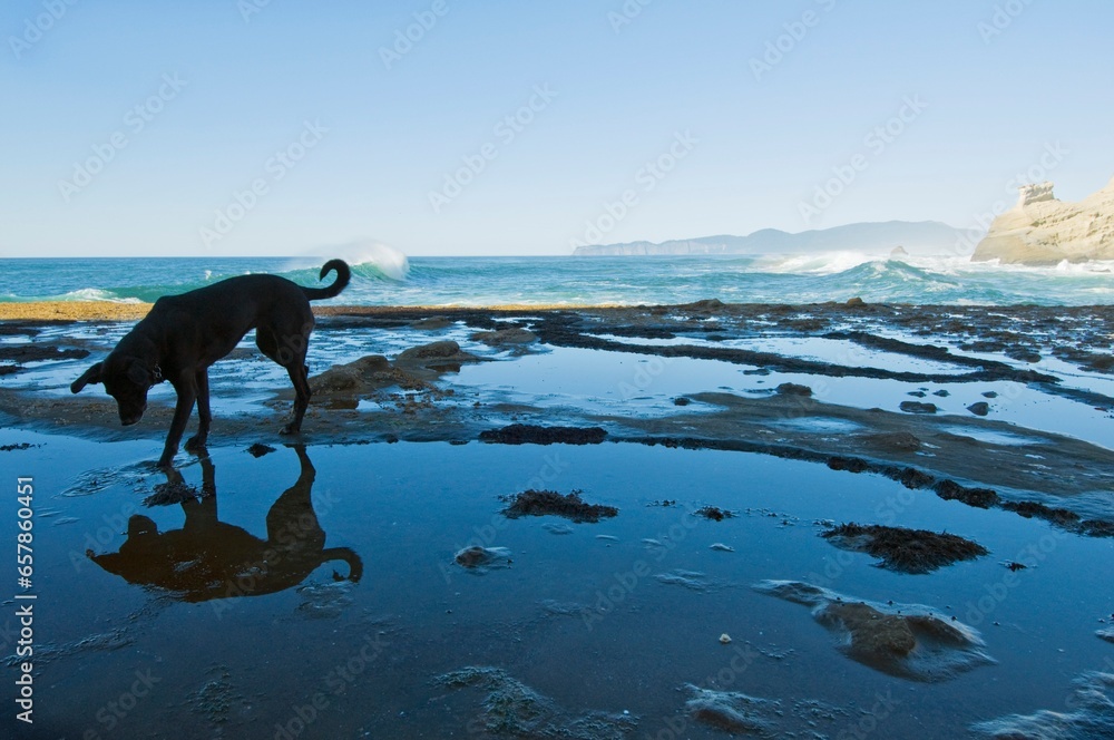 Dog On The Beach At Cape Kiwanda; Pacific City, Oregon, Usa Dog On The Beach At Cape Kiwanda; Pacific City, Oregon, Usa