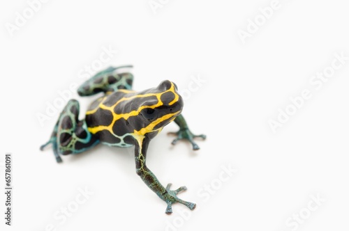 Black, Yellow And Blue Poison Dart Frog (Dendrobates Ventrimaculatus); Alberta, Canada photo