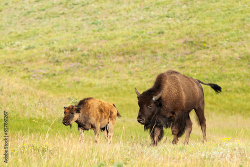 Plains Bison in Waterton Lakes National Park, Alberta, Canada
