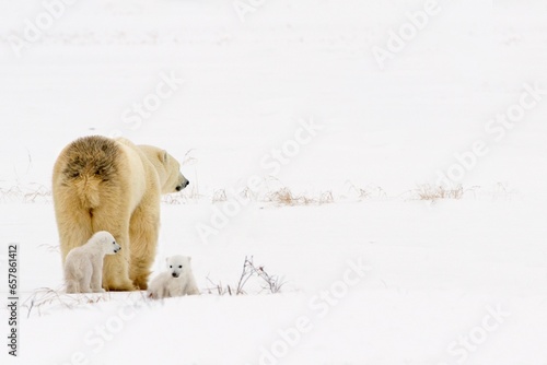 Polar Bear Sow With Her Cubs In Wapusk National Park; Churchill, Manitoba, Canada photo