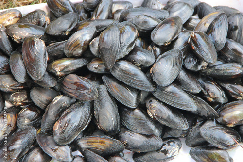 bunch of mussels. Mytilus bivalve. Heap of river mussels
