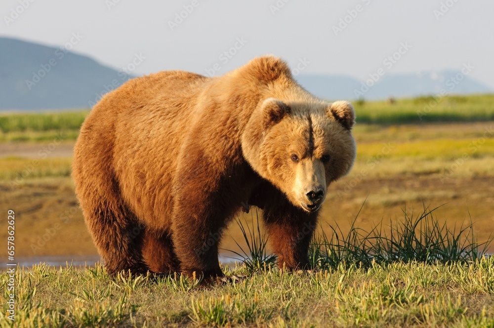 A Brown Grizzly Bear (Ursus Arctos Horribilis); Alaska, United States Of America A Brown Grizzly Bear (Ursus Arctos Horribilis); Alaska, United States Of America