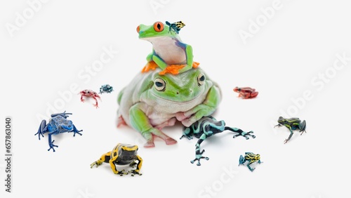 Large Group Of Varied And Colorful Poison Dart Frogs