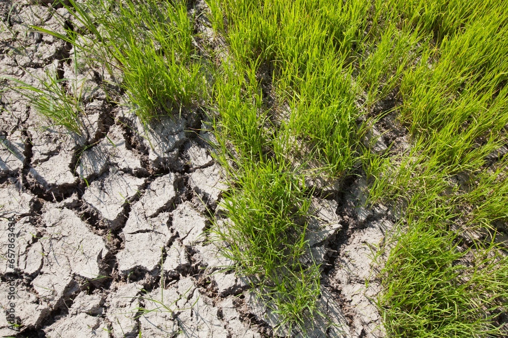 Drought And Cracked Earth In The Rice Terraces; Bangaan, The Cordillera, North Luzon, Philippines Drought And Cracked Earth In The Rice Terraces; Bangaan, The Cordillera, North Luzon, Philippines