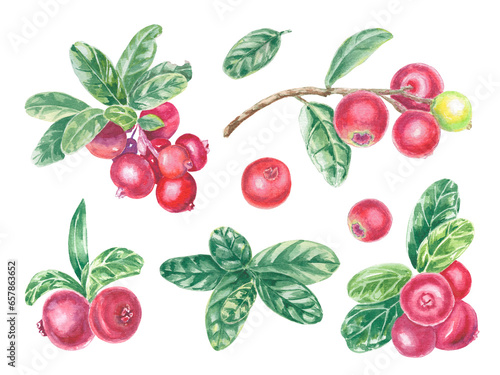 Clipart hand painted red lingonberry and green leaves. Watercolor botanical illustration isolated element. Art for food design, logo, pattern, composition, wallpaper.
