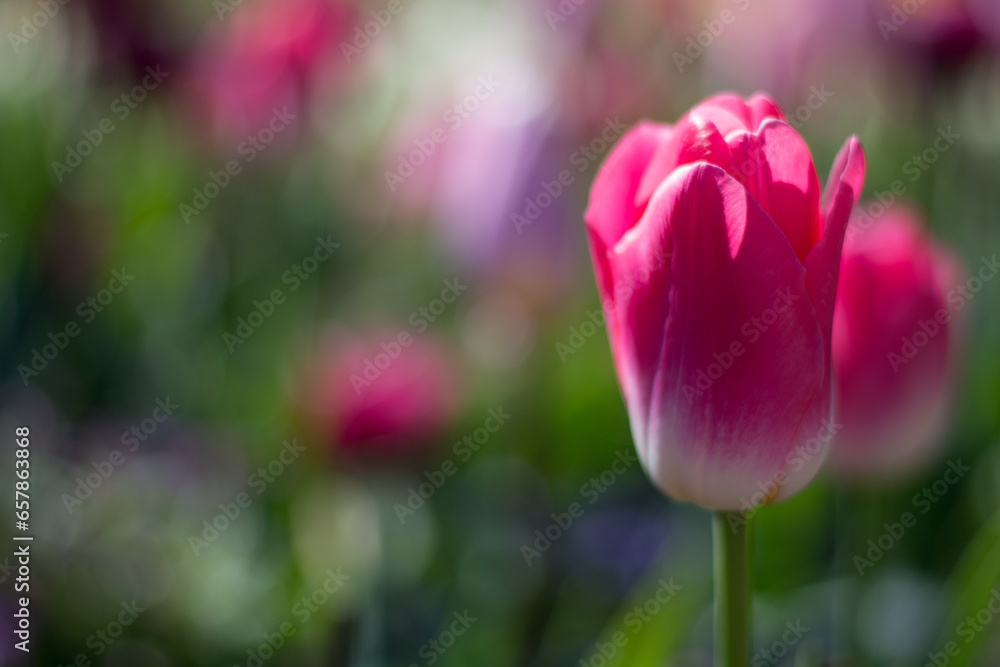 Blumen - diverse- bunter Frühling Blumen - diverse- bunter Frühling