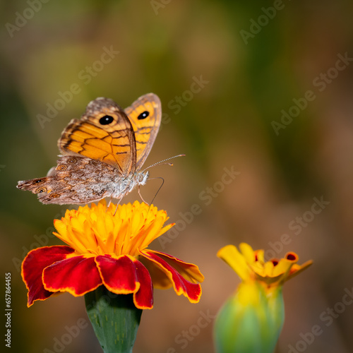butterfly on flower