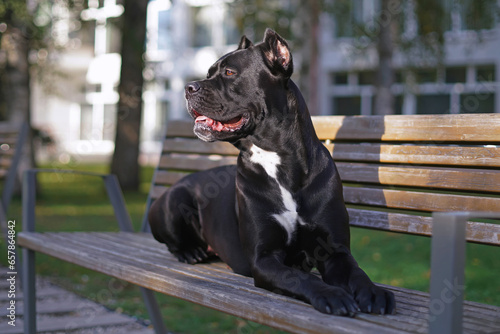 Obedient black Cane Corso dog with cropped ears and a docked tail posing outdoors lying down on a brown wooden bench in a city park in summer