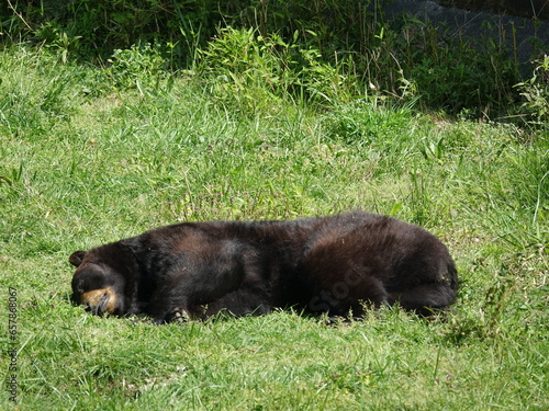 Ours noir d'Amérique