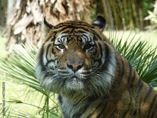 Tigre de Sumatra