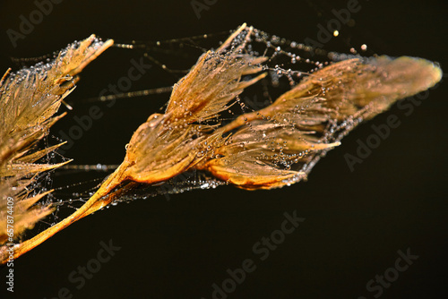 close up of the oats flowers