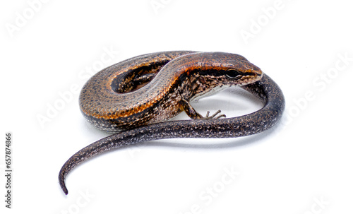 Little brown ground skink - Scincella lateralis, formerly Lygosoma laterale - a small lizard found throughout much of the eastern United States, Isolated on white background. Curled view with eye open photo
