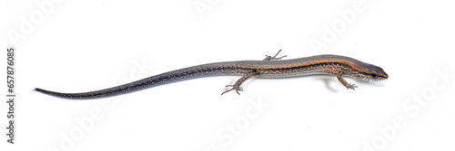 Little brown ground skink - Scincella lateralis, formerly Lygosoma laterale - a small lizard found throughout much of the eastern United States, Isolated on white background. Side profile view photo