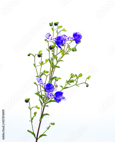 narrow leaf  blue curls - Trichostema setaceum - it is in the Lamiaceae mint family.  It grows in sandy soil, sandhills, and rocky uplands. Isolated on white background photo