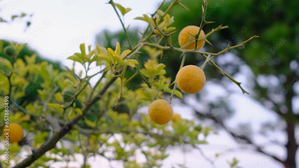 The breeze sways the branch of a lemon tree with lemons, closeup The breeze sways the branch of a lemon tree with lemons, closeup