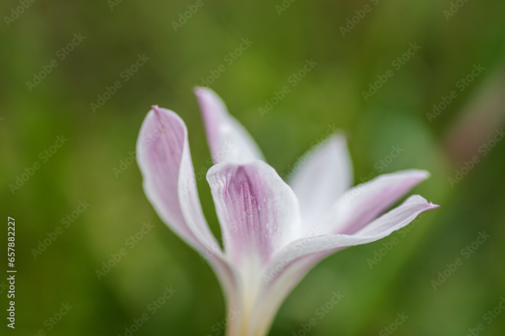 Fototapeta premium Texas Spring Wildflowers
