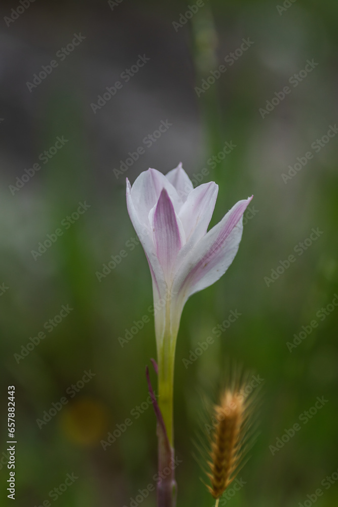 Texas Spring Wildflowers Texas Spring Wildflowers