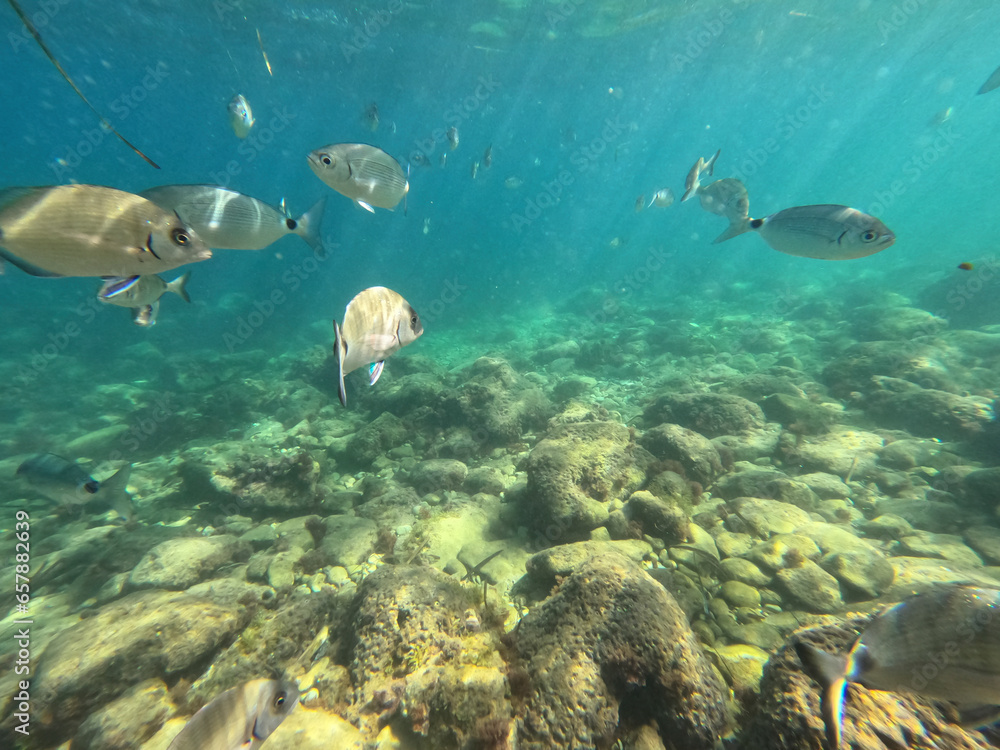 Obraz premium Underwater oblada melanura school of fish with sunlight below water surface in the Mediterranean sea Denia Las Rotas nature reserve Alicante, Valencia, Spain