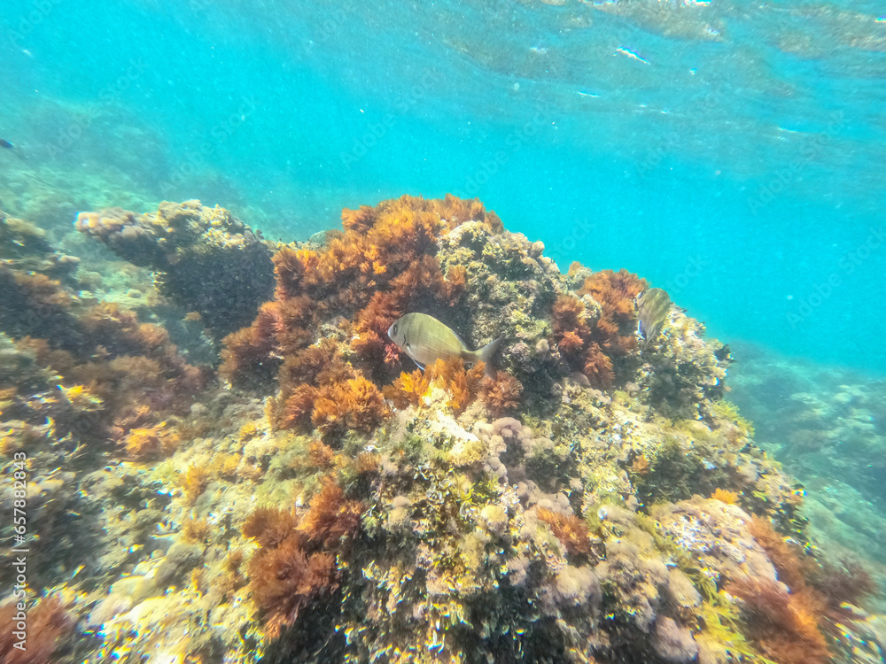 Underwater school of fish with sunlight below water surface in the Mediterranean sea Denia Las Rotas nature reserve  Alicante, Valencia, Spain