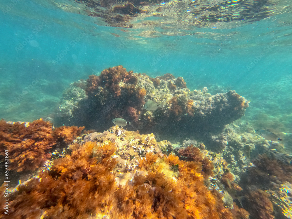 Underwater school of fish with sunlight below water surface in the Mediterranean sea Denia Las Rotas nature reserve Alicante, Valencia, Spain Underwater school of fish with sunlight below water surface in the Mediterranean sea Denia Las Rotas nature reserve Alicante, Valencia, Spain
