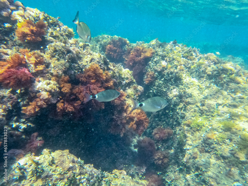 Underwater oblada melanura school of fish with sunlight below water surface in the Mediterranean sea Denia Las Rotas nature reserve  Alicante, Valencia, Spain