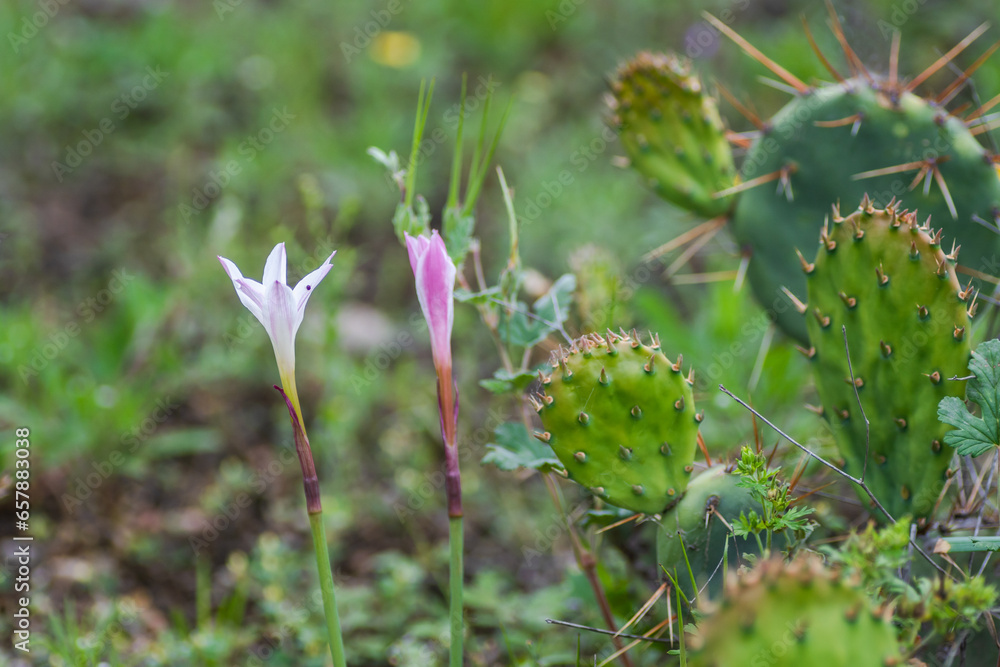 Texas Spring Wildflowers Texas Spring Wildflowers