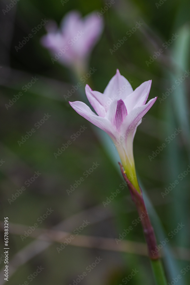 Fototapeta premium Texas Spring Wildflowers