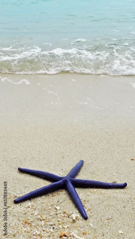 Blue starfish lying on a sandy beach in waves. Vertical video Blue starfish lying on a sandy beach in waves. Vertical video